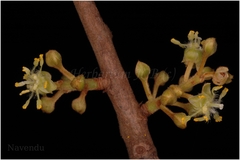 Actinodaphne angustifolia